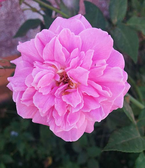 Flor de Rosa damascena, Rosa de Alejandría, Rosa turca o Rosa bulgara moñuda