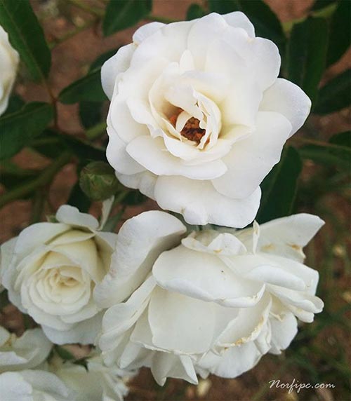 Rosal con varias rosas blancas