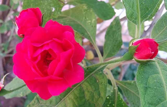Rosal con rosas rojas