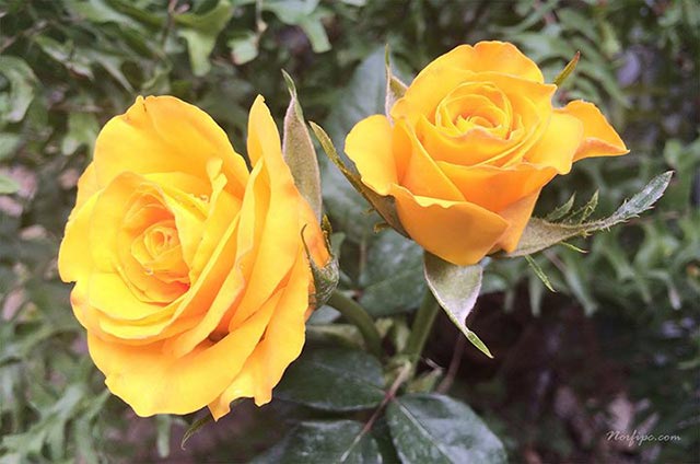 Flores de rosas amarillas