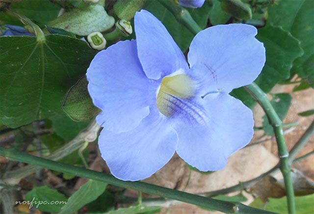 Flor de la Thunbergia grandiflora azul