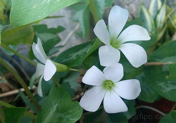 Flor del Trébol blanco o Trifolium