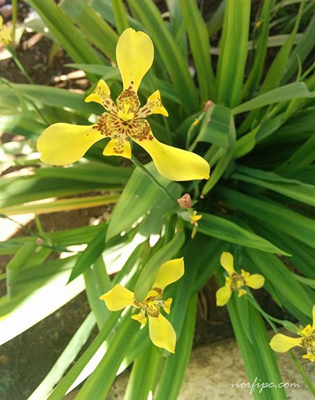 Planta y flores de la de la Trimezia sincorana, también conocida como Lirio amarillo, Iris amarillo o Trimesia.