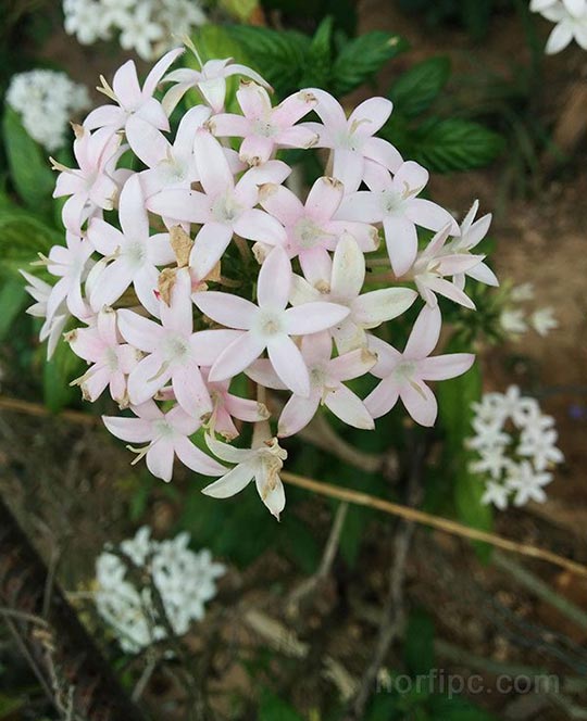 Flores de la Verbena blanca