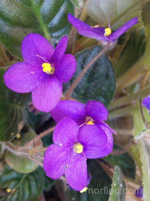 Fotos de las flores de la Violeta africana o Saintpaulia