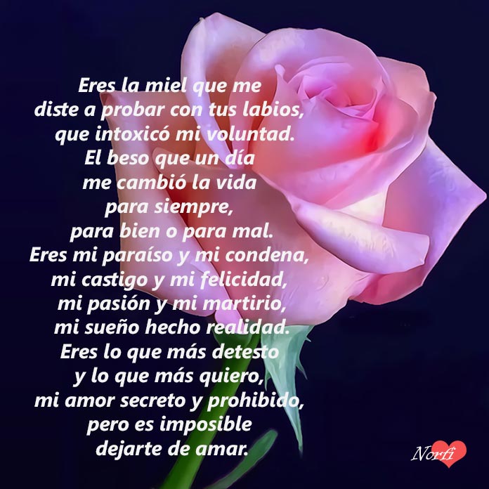 Rosa rosada con fondo negro y poema para un amor prohibido