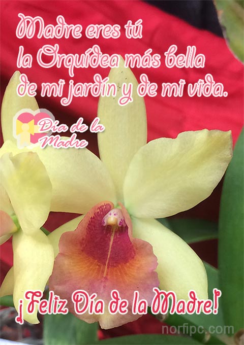 Postales con fotos de Orquídeas dedicadas para mi Madre