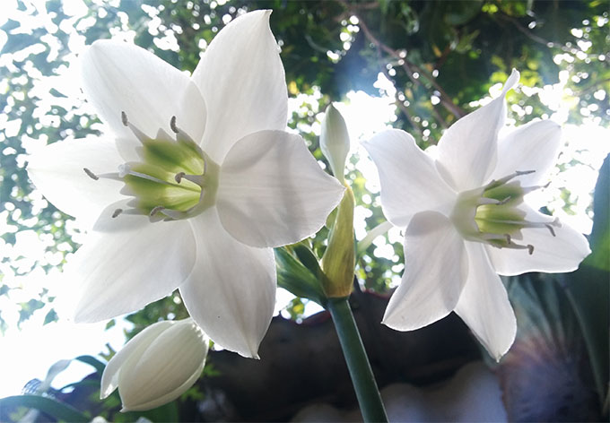 Flores del Lirio o Lilium