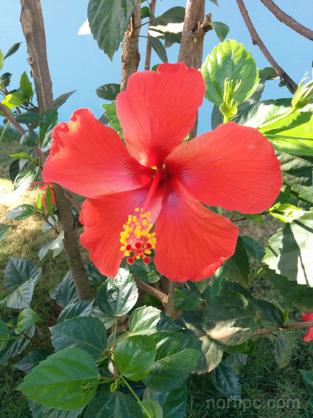 Flores del Hibiscus o Mar pacifico | Flores, Hibiscus rosa sinensis, Rosa  china