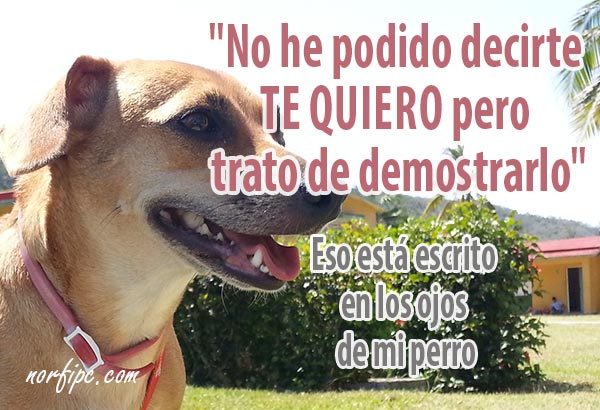 Frases Dedicadas Al Amor De Mi Perro Y Su Fidelidad