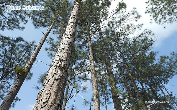 El Pino Cubano o Pinus cubensis