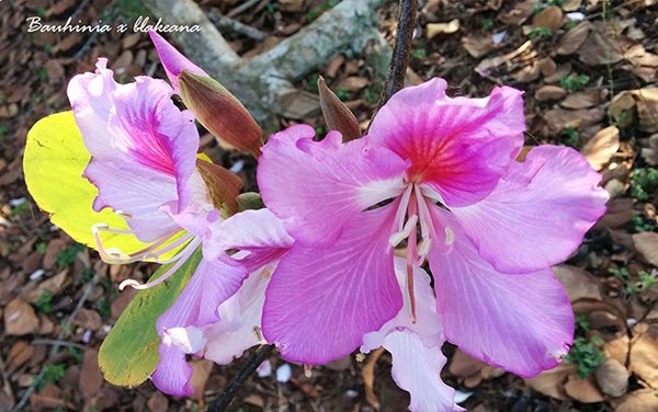 Foto de la flor rosada de la Bauhinia × blakeana o árbol orquídea