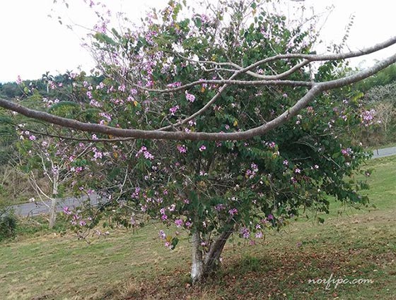 Foto de un árbol orquídea o Bauhinia