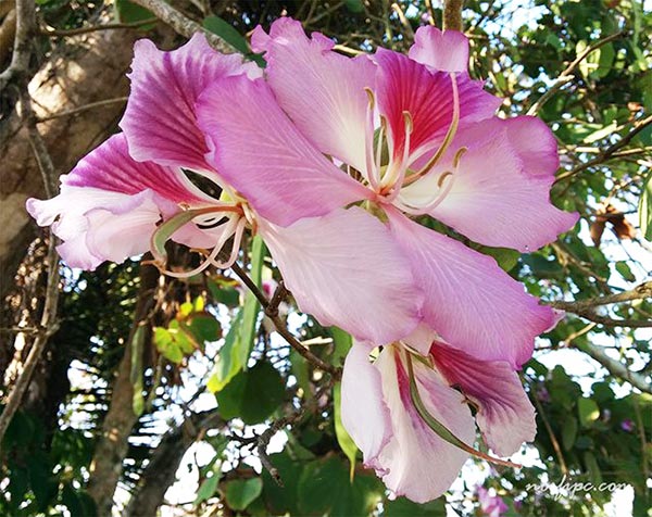 Foto de las flores de la Bauhinia × blakeana, árbol orquídea o mariposa rosada