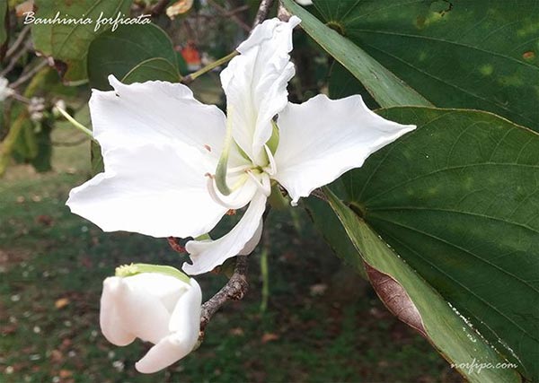 Foto de las flores blancas de la Bauhinia forficata, falsa caoba o pata de vaca