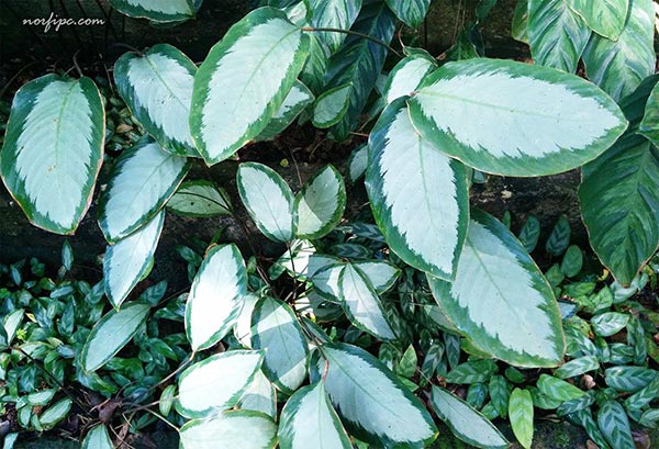 Foto de distintas variedades de Calathea en un jardín