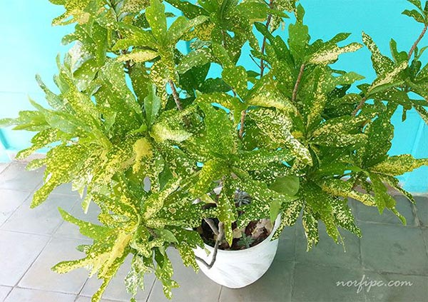 Variedad del Codiaeum o Croto con las hojas verdes salpicadas de amarillo