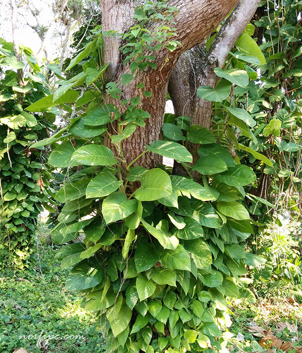 Planta de Epipremnum silvestre, se apodera del tronco de los arboles por los que trepa rapidamente