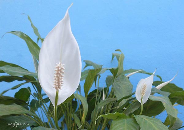 Flores o espádices blancos del Espatifilo