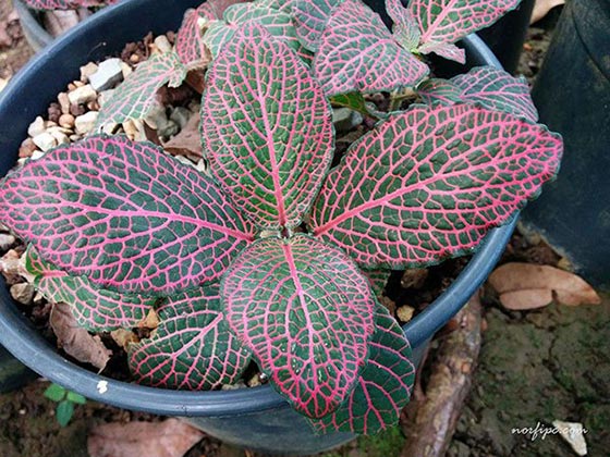 Foto de la Fittonia Roja, una variedad hibrida con las hojas de color verde oscuro y los nervios de color morado.