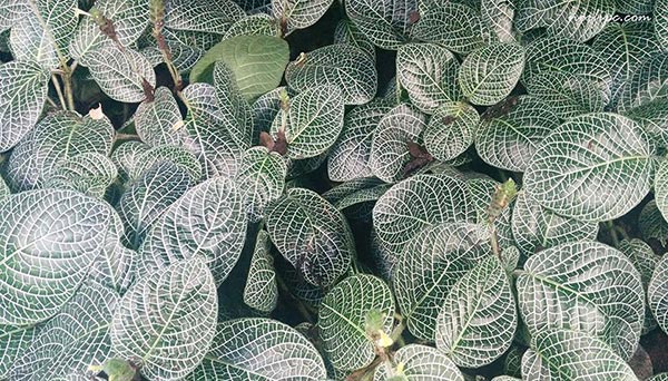 Foto de la Fittonia verschaffeltii con hojas verdes brillantes dibujadas con líneas de color blanco