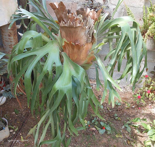 Varias plantas de Platycerium bifurcatum o helecho Cuerno de Alce cultivadas en una semilla de coco