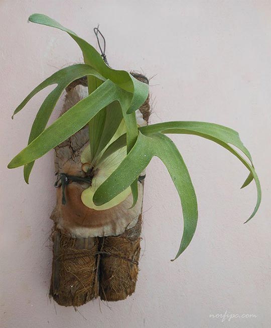 Planta de Platycerium bifurcatum en un tronco de la palma de guano prieto.