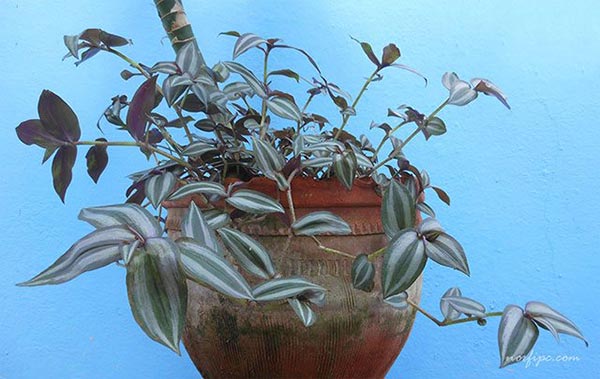 Plantas de Tradescantia zebrina, también llamada Cucaracha, Zapatillo o Barquito, viviendo cómodamente con una Dieffenbachia