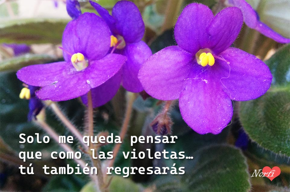 Frases para un amor que quiero olvidar y dejar de recordar