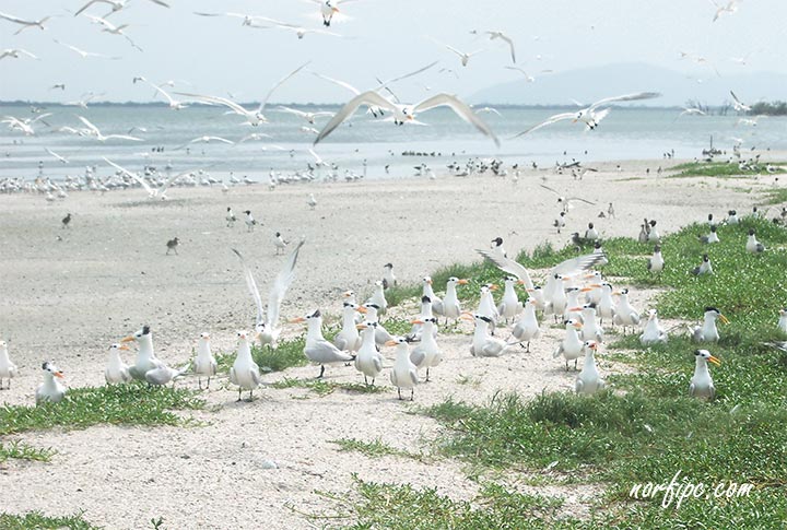 La playa Cunagua, un paraíso natural de las aves marinas en Cuba