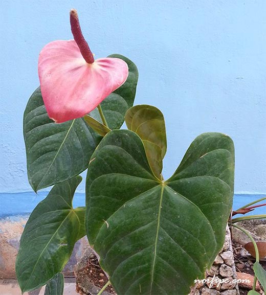 Planta del Anthurium andraenum, conocida en Cuba como Anturio, Cala o la Flor de Jorge Tadeo