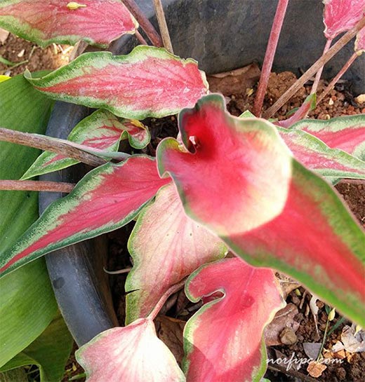 Variedad exótica del Caladium bicolor, unas de las plantas más apreciadas de las Aráceas