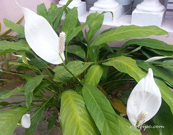 Foto del Spathiphyllum o Espatifilo y sus inflorescencias blancas