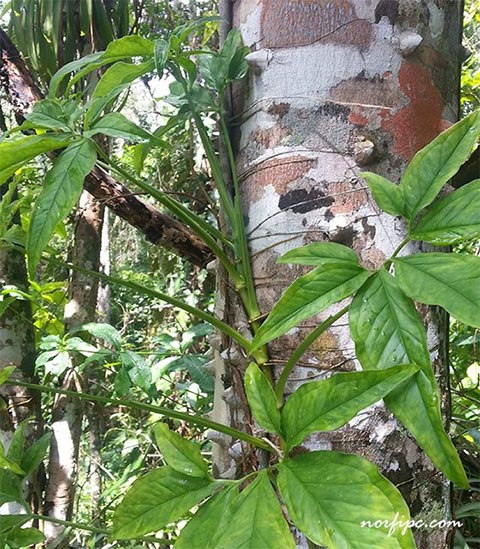 Planta de Syngonium trepando por un árbol