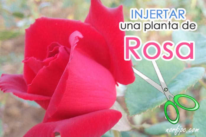 Como injertar una planta de rosa, tutorial con fotos