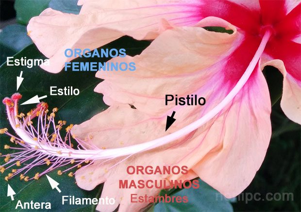 Órganos sexuales de una flor hermafrodita