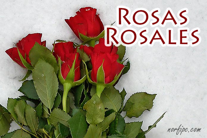Rosas y rosales, tipos, especies y variedades