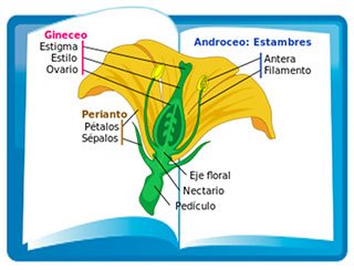 Los términos más usados y empleados en botánica y en las plantas