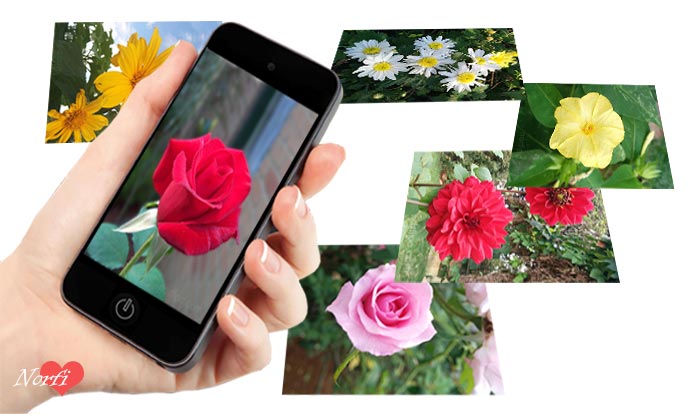 Fotos de flores y rosas para usar como fondo de pantalla del teléfono celular y tableta